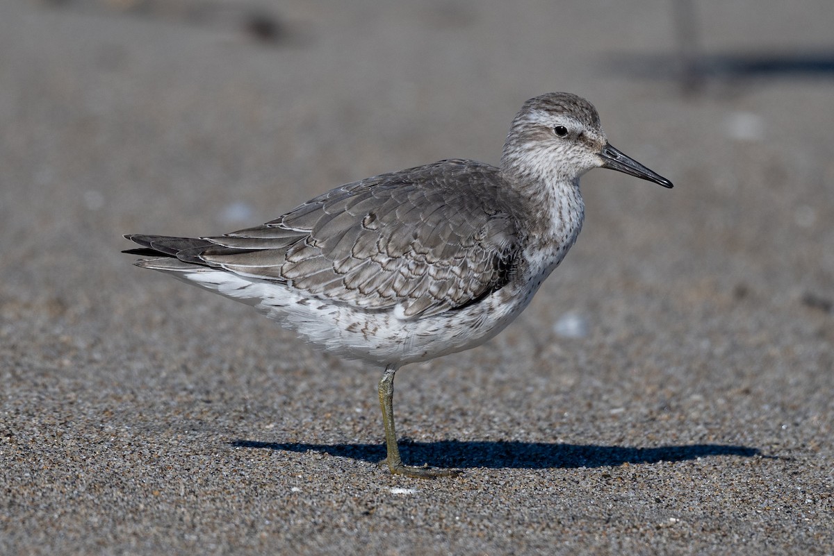 jespák rezavý - ML645614746