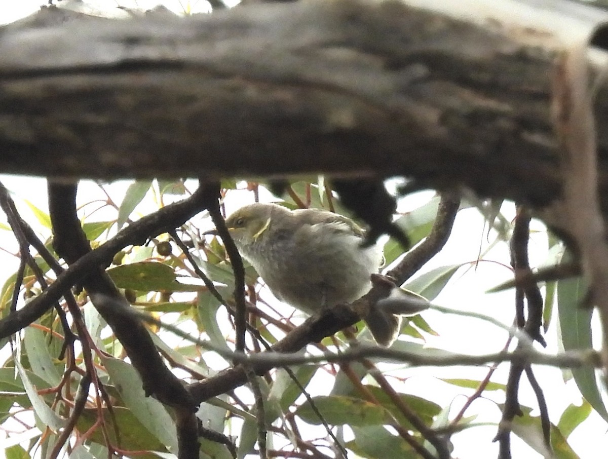 Yellow-plumed Honeyeater - ML645614748