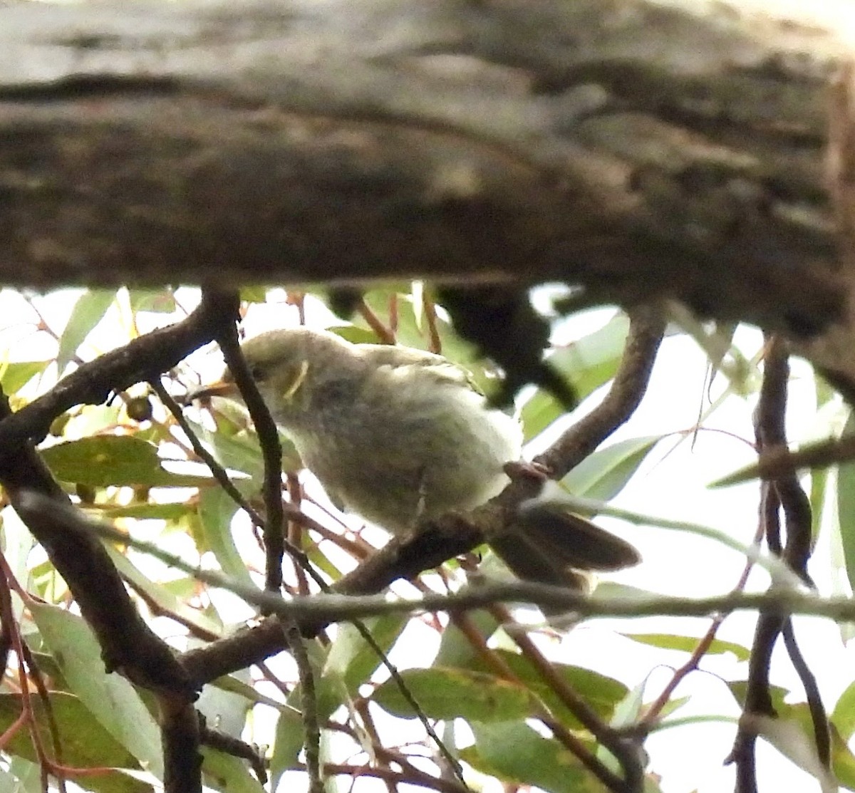 Yellow-plumed Honeyeater - ML645614749