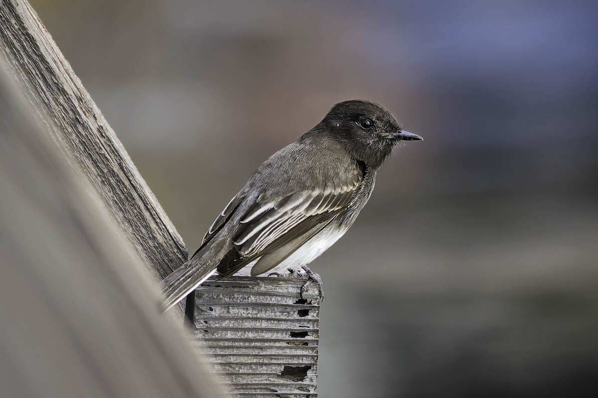 Black Phoebe - ML645614763