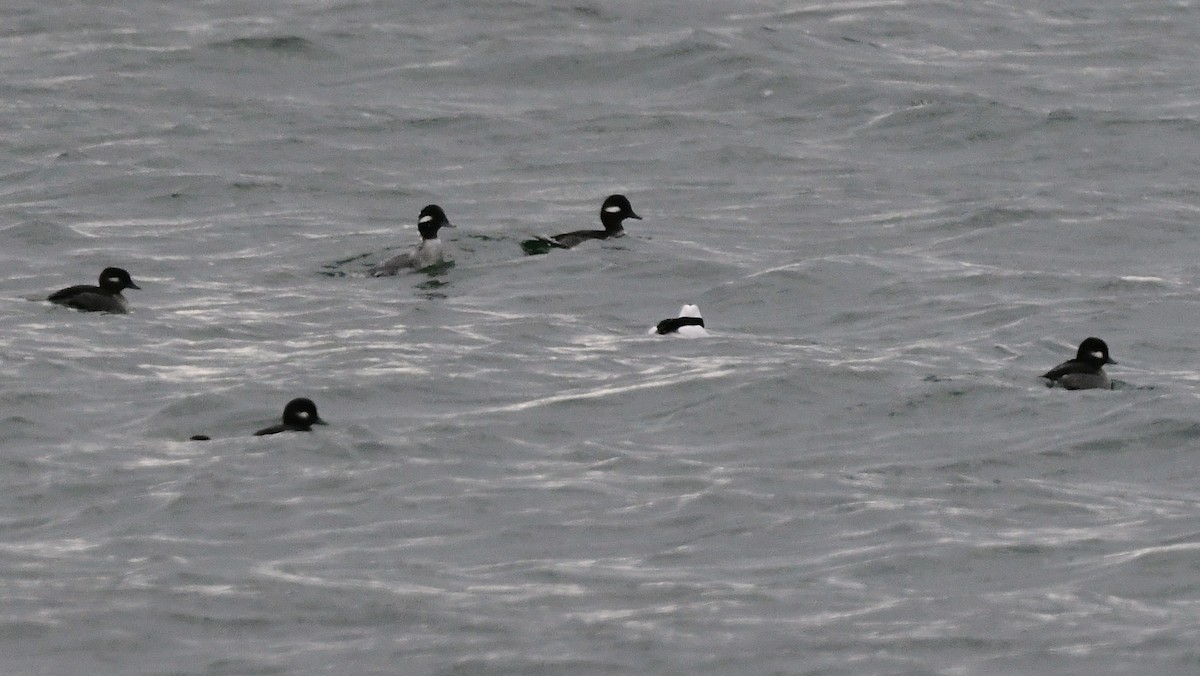 Bufflehead - ML645614765