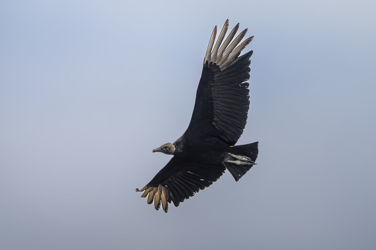 Black Vulture - ML645614843