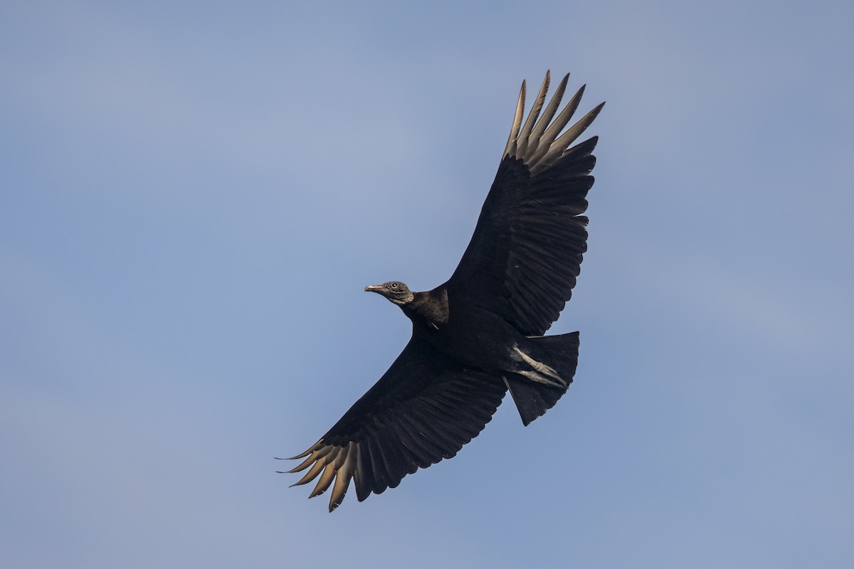 Black Vulture - ML645614844