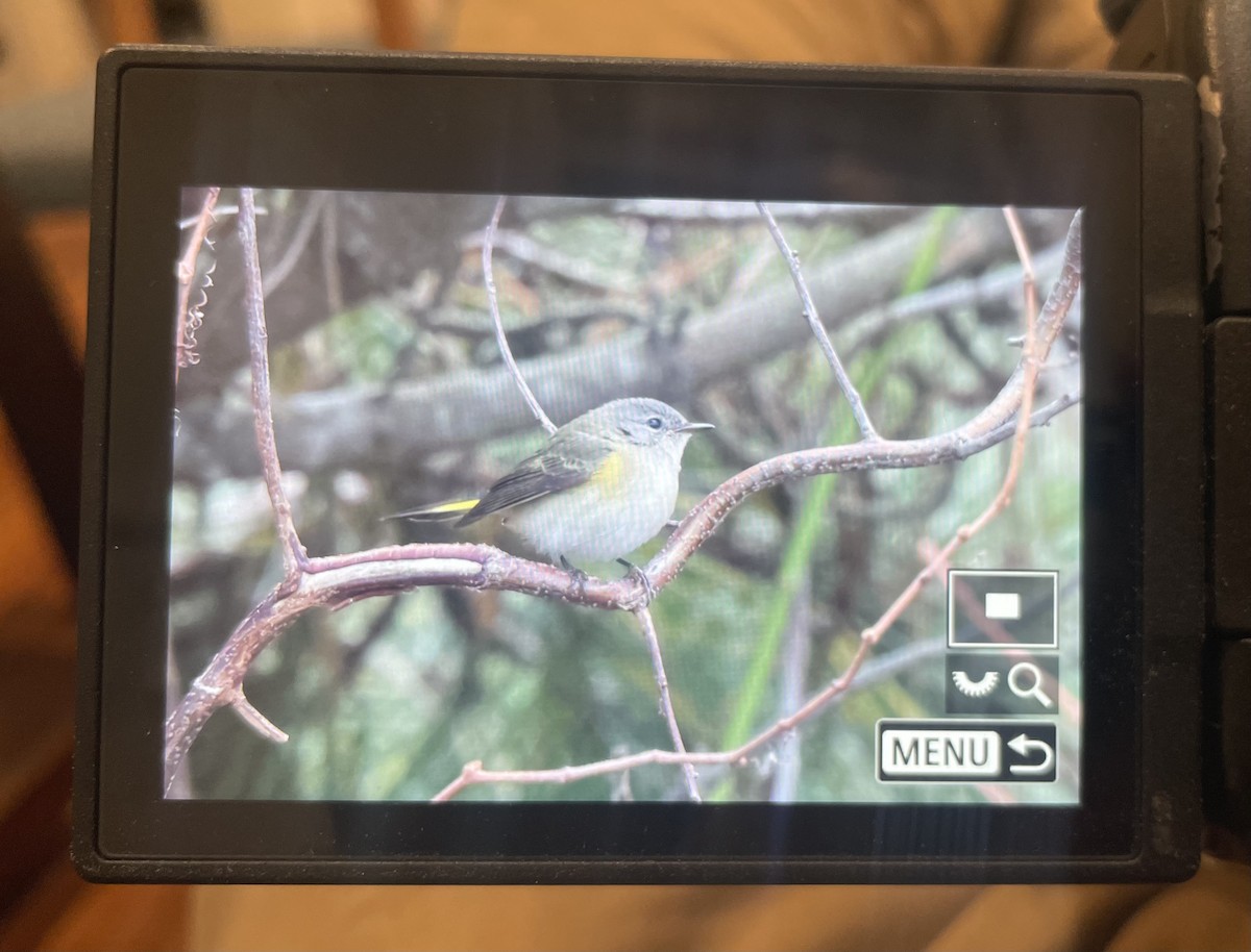 American Redstart - ML645614852