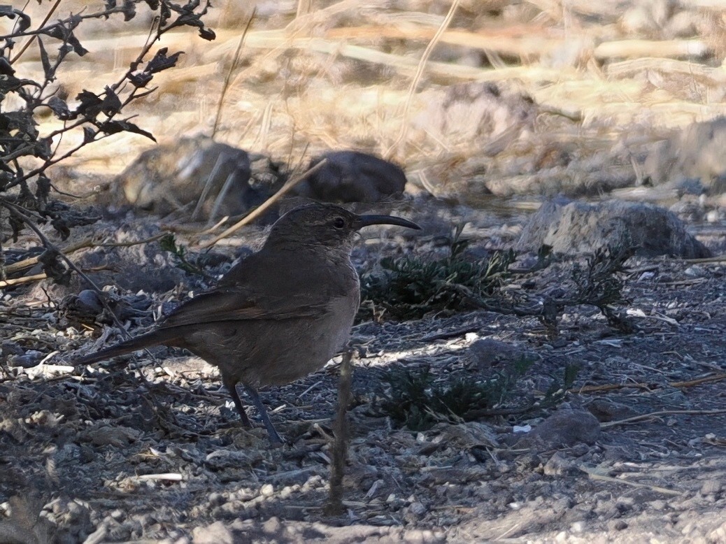 Langschnabel-Erdhacker - ML645614853