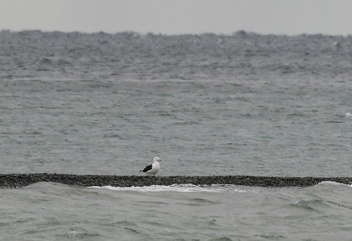 Great Black-backed Gull - ML645614855