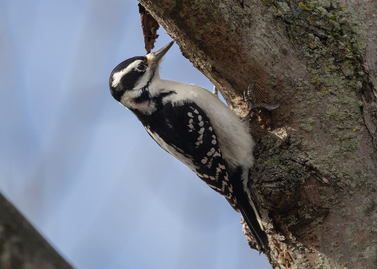 Hairy Woodpecker - ML645614865