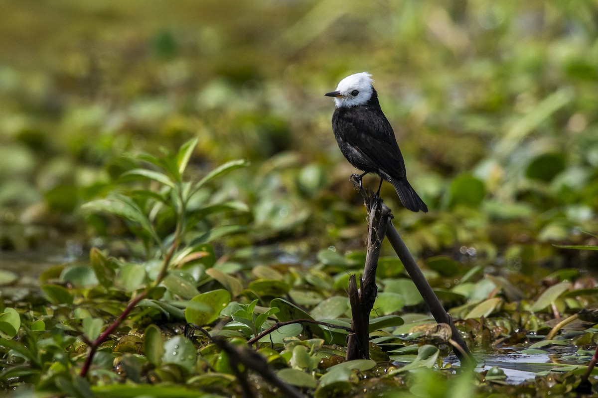 White-headed Marsh Tyrant - ML645614879