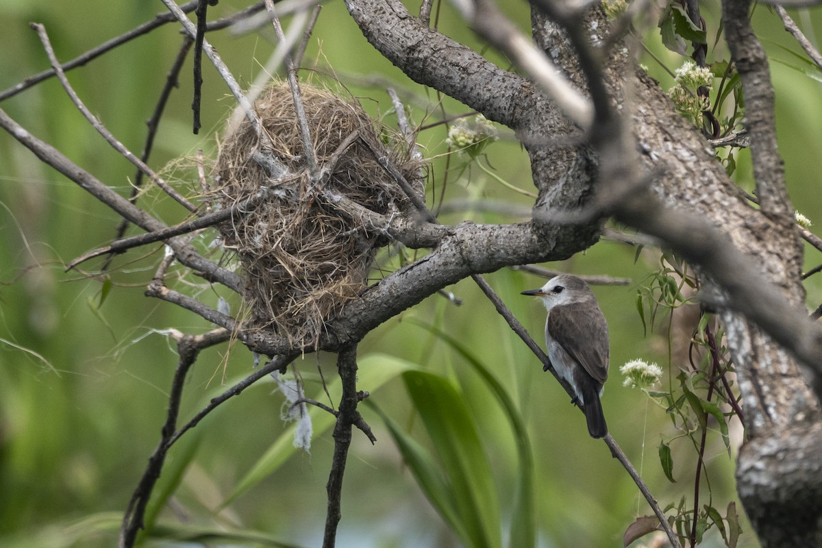White-headed Marsh Tyrant - ML645614880