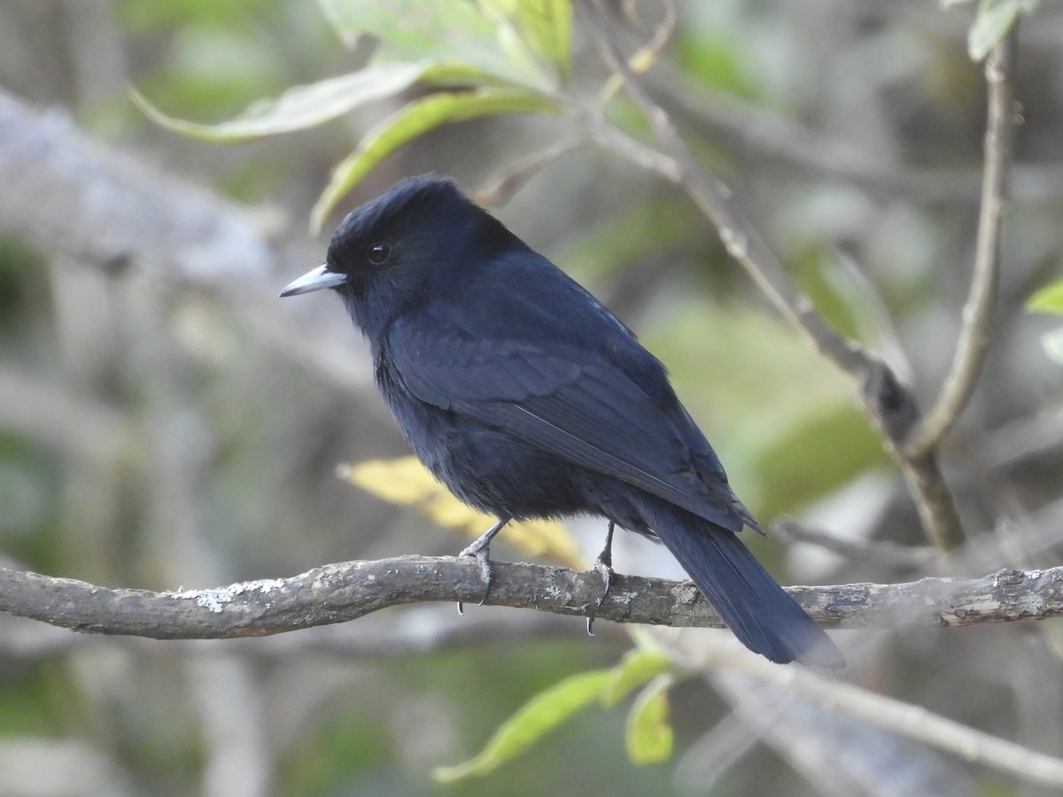 Velvety Black-Tyrant - ML645614882