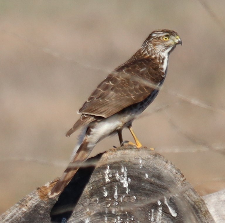 Cooper's Hawk - ML645614883