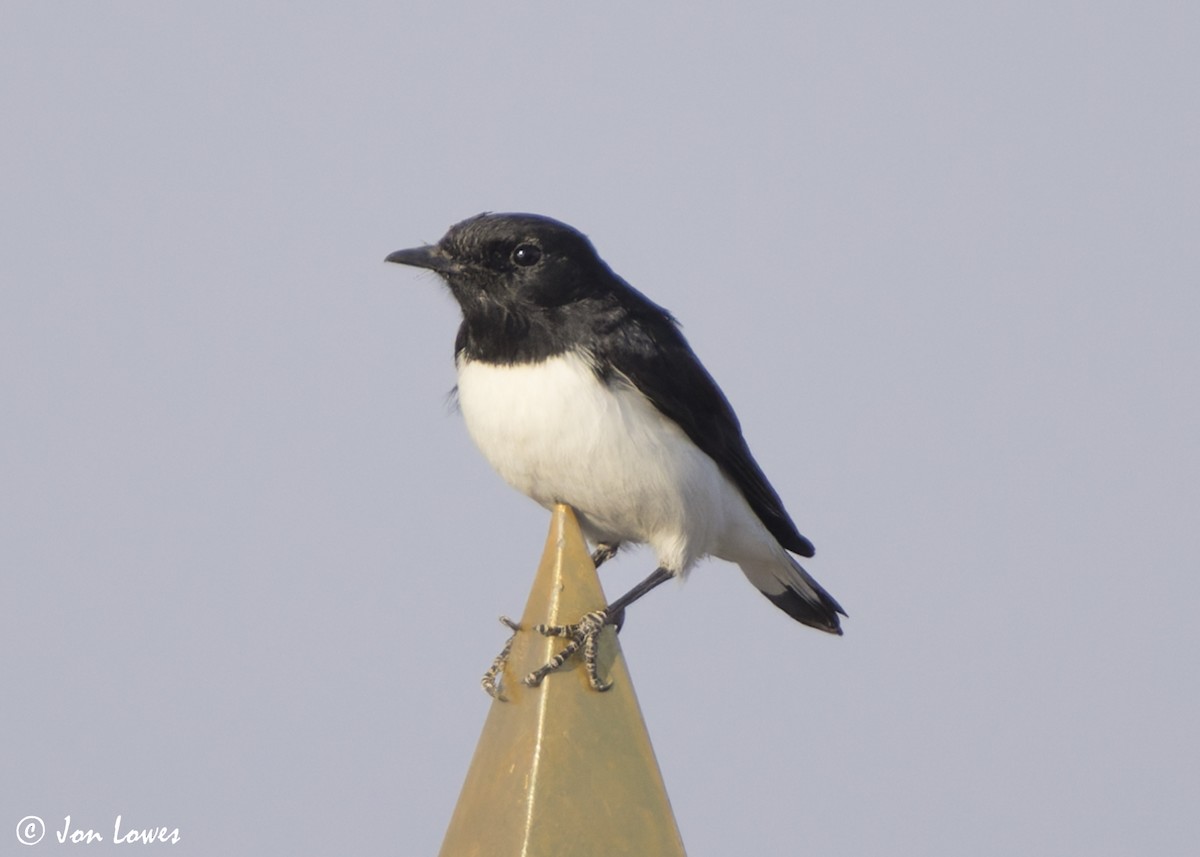 Hume's Wheatear - ML645614887