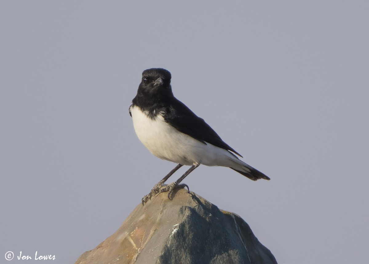 Hume's Wheatear - ML645614888