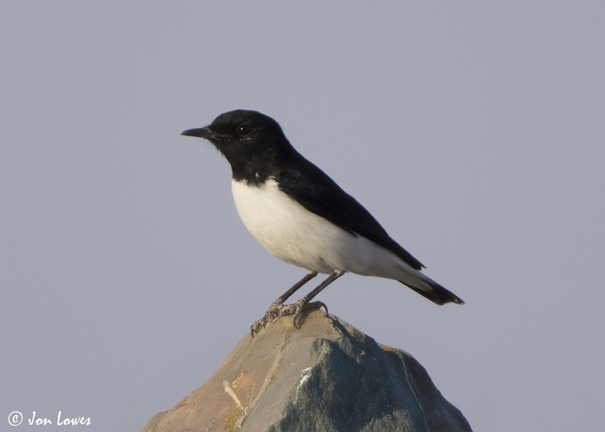 Hume's Wheatear - ML645614889