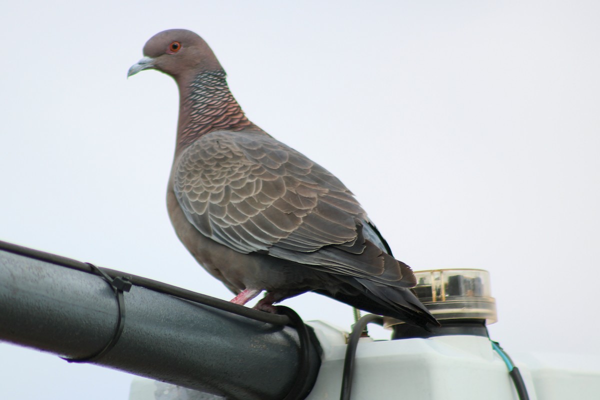 Picazuro Pigeon - ML645614892