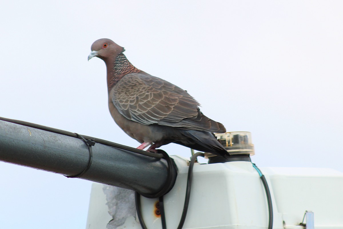 Picazuro Pigeon - ML645614893