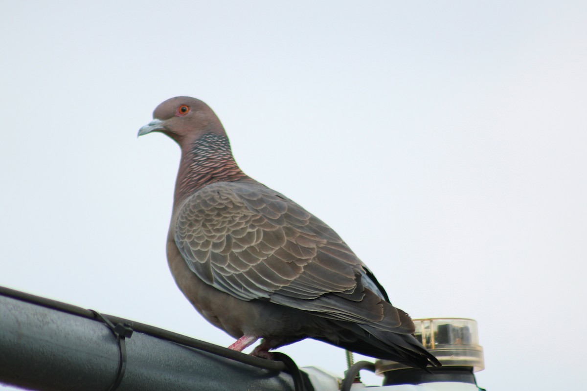 Picazuro Pigeon - ML645614894