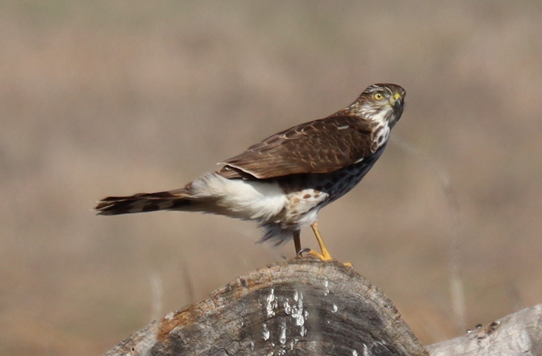 Cooper's Hawk - ML645614895