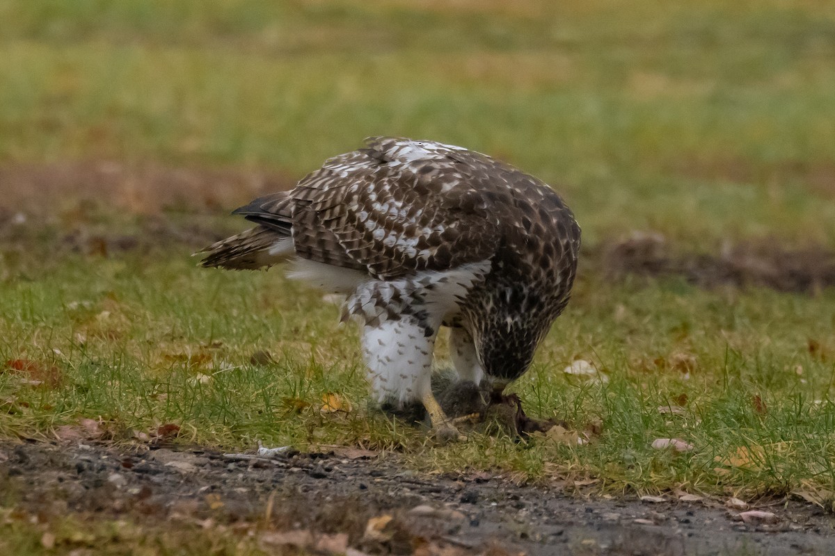 Red-tailed Hawk - ML645614896