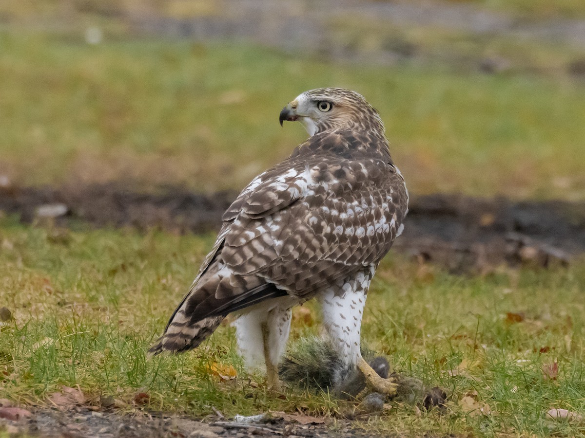 Red-tailed Hawk - ML645614897