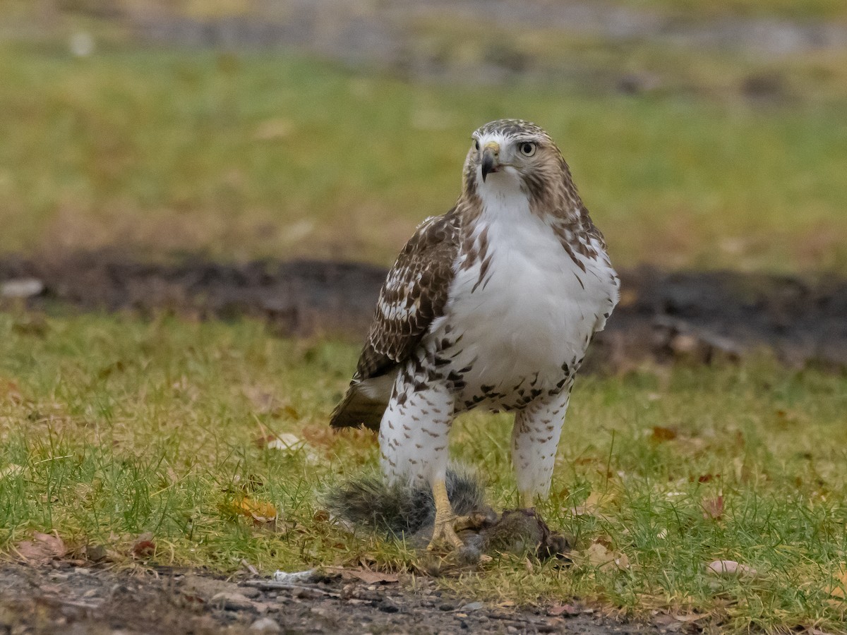 Red-tailed Hawk - ML645614898