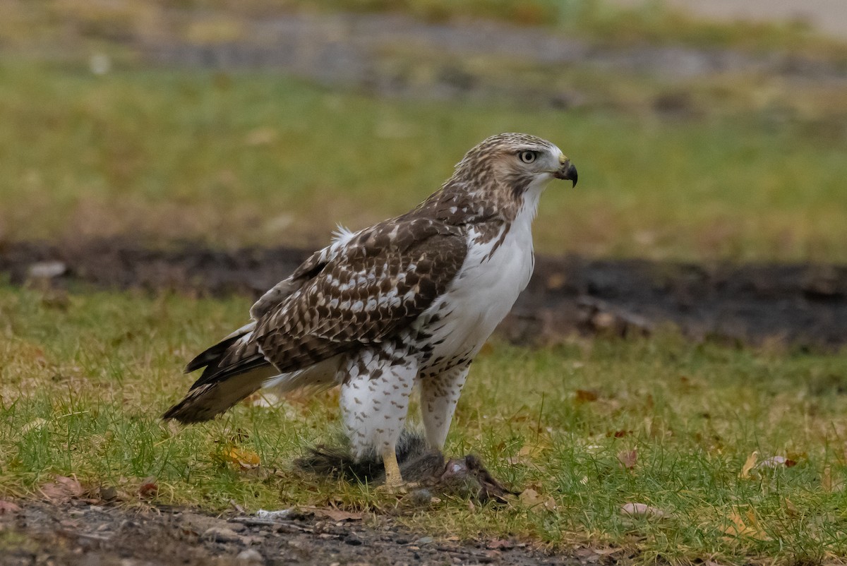 Red-tailed Hawk - ML645614899