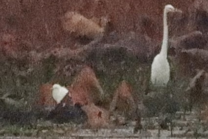 Western Cattle-Egret - ML645614900