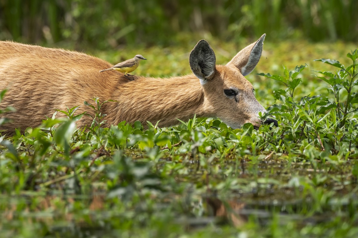 Cattle Tyrant - ML645614901