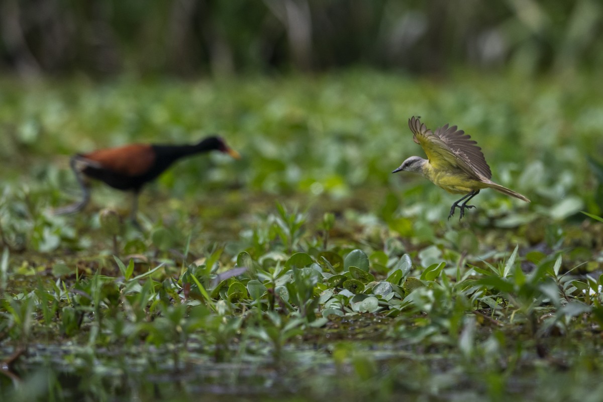 Cattle Tyrant - ML645614902