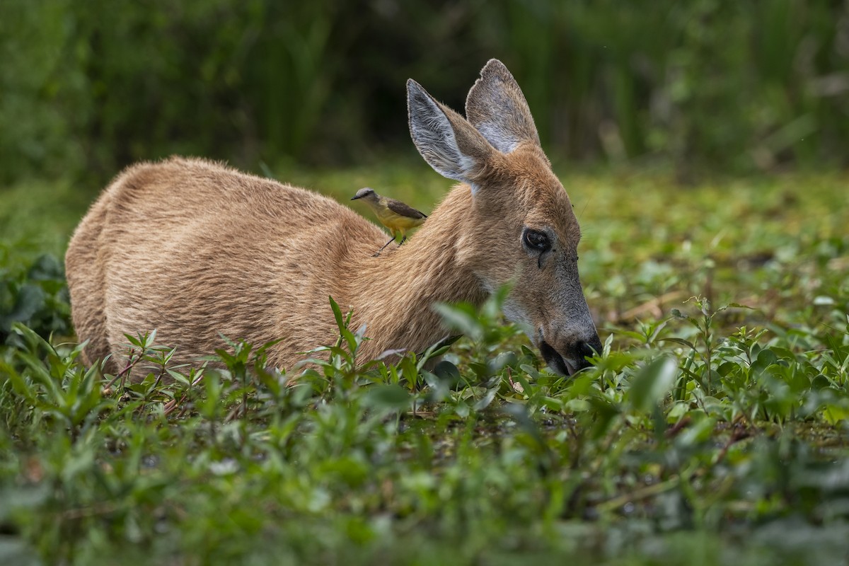 Cattle Tyrant - ML645614903