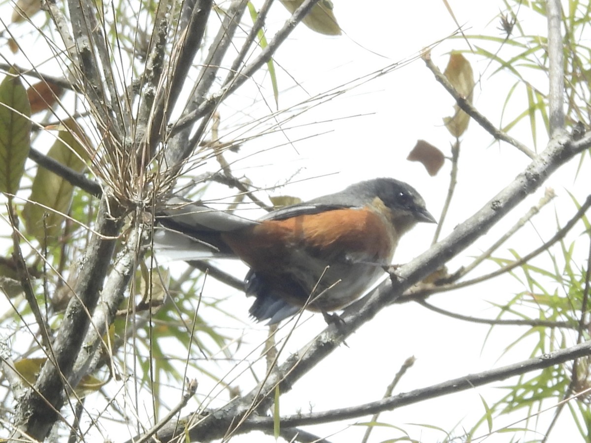 Buff-throated Warbling Finch - ML645614904