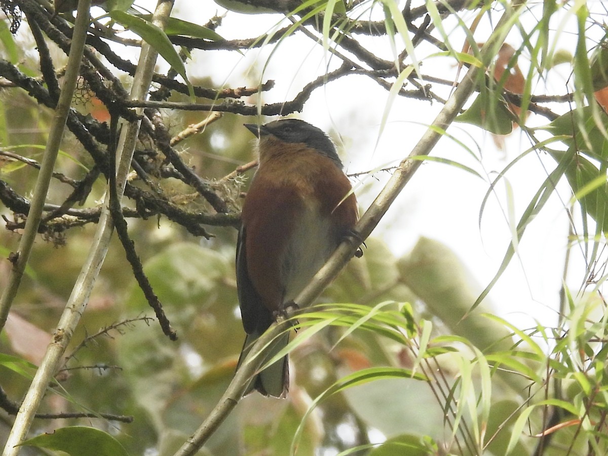 Buff-throated Warbling Finch - ML645614905