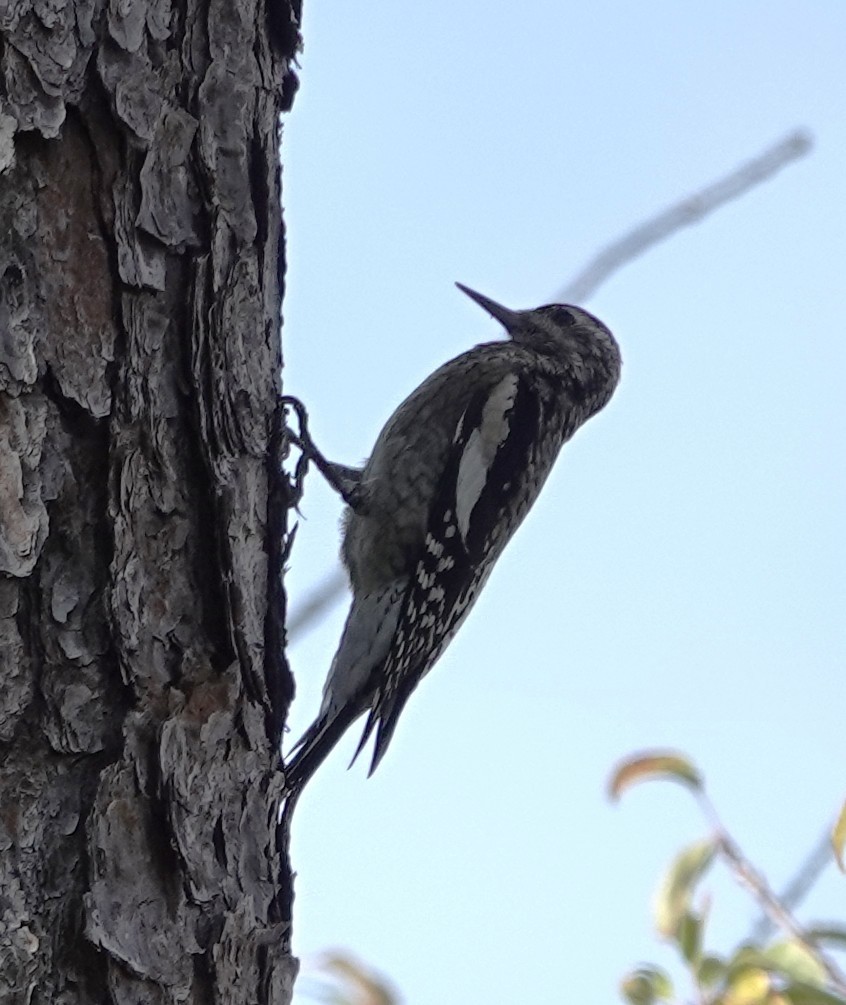 Yellow-bellied Sapsucker - ML645614906