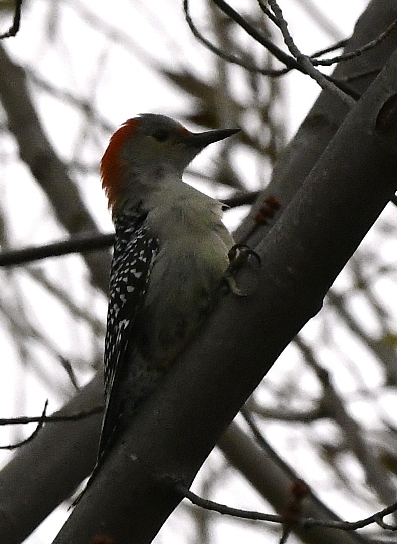Red-bellied Woodpecker - ML645614907