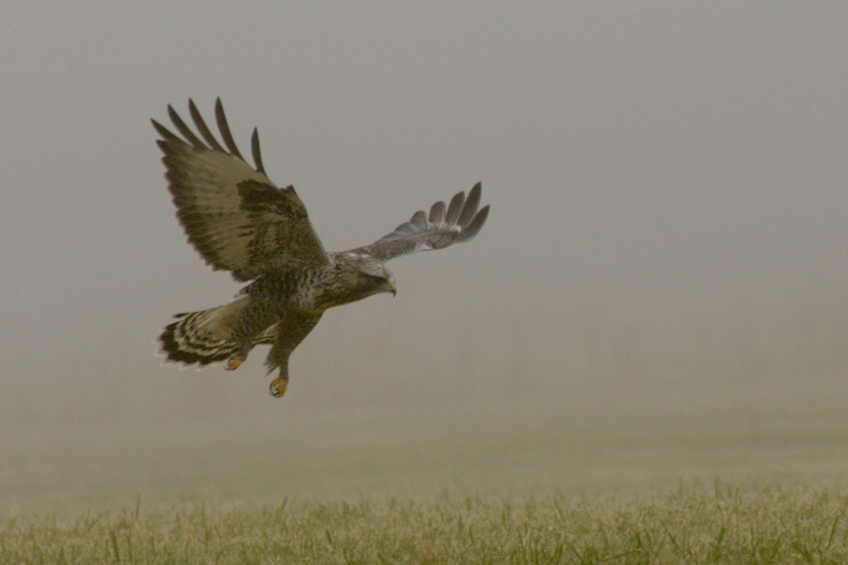 毛足鵟 - ML645614909