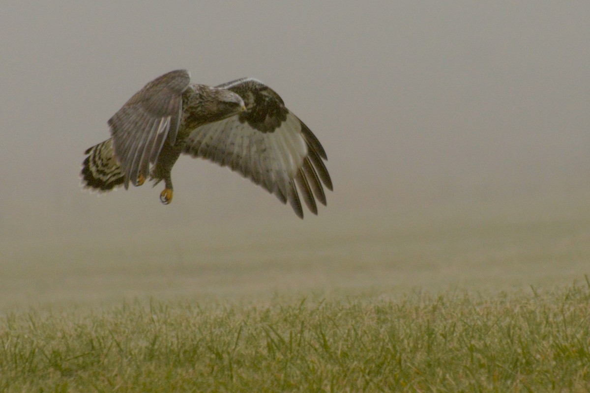 毛足鵟 - ML645614910