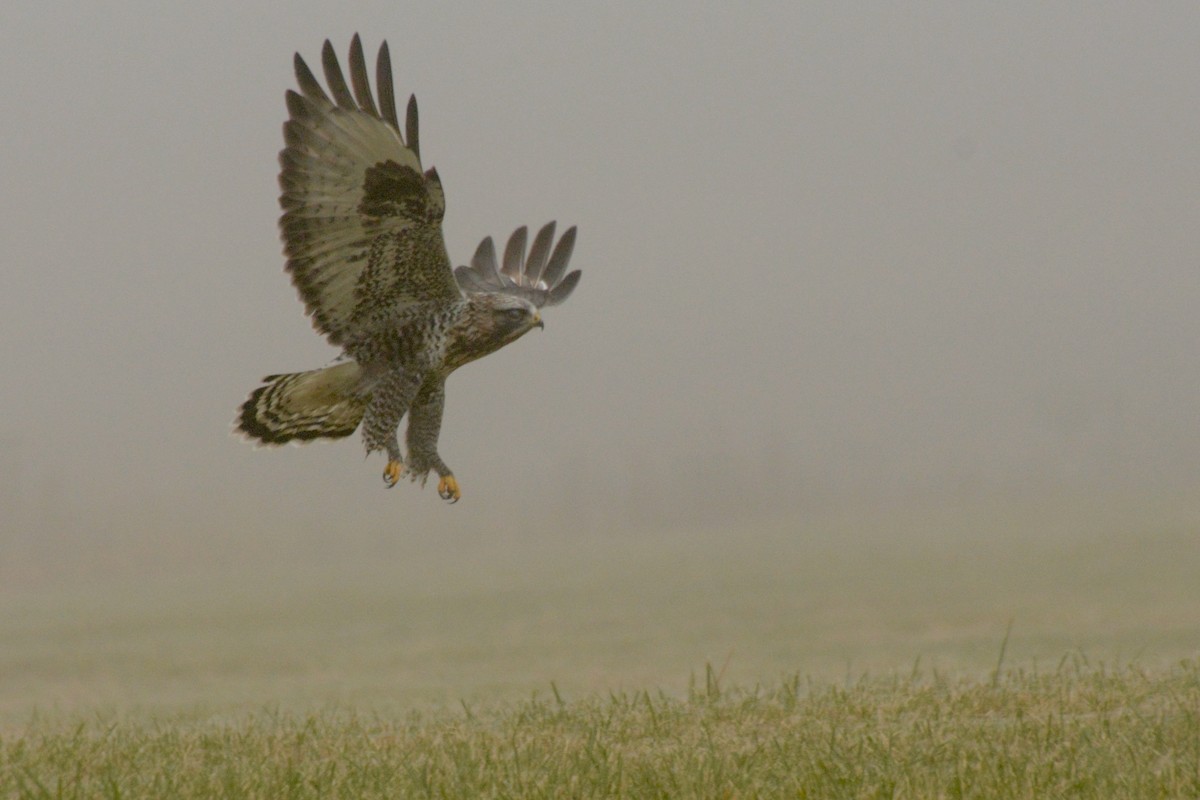 毛足鵟 - ML645614911