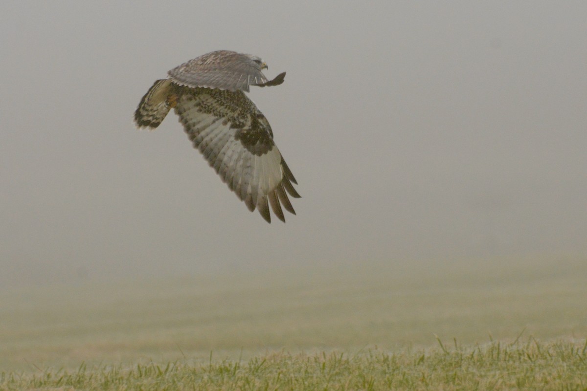 毛足鵟 - ML645614912