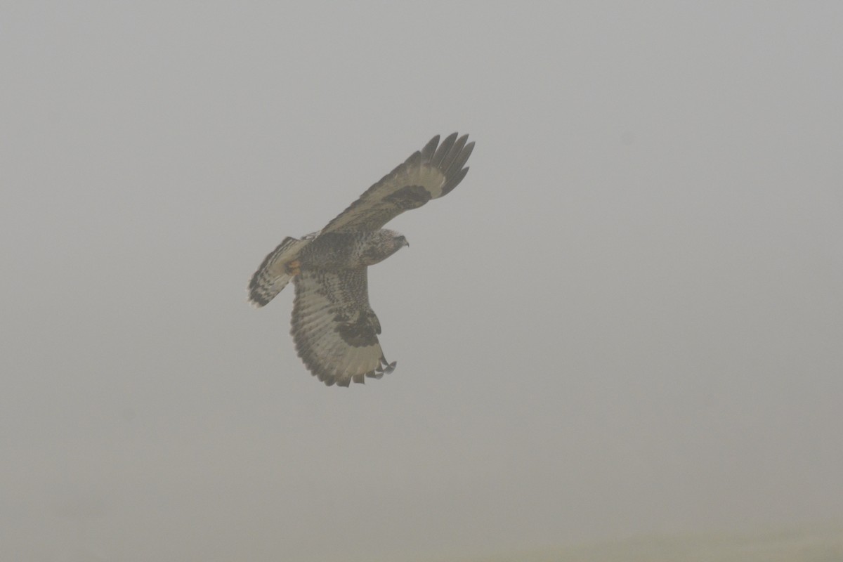 毛足鵟 - ML645614913