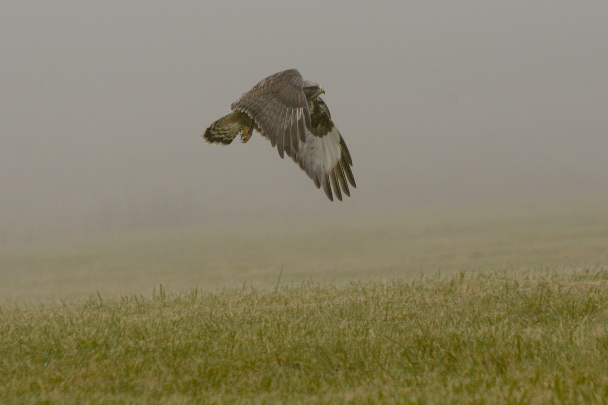 毛足鵟 - ML645614914