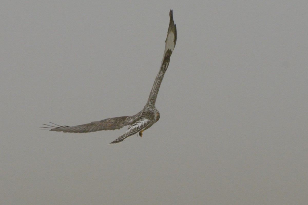 毛足鵟 - ML645614915