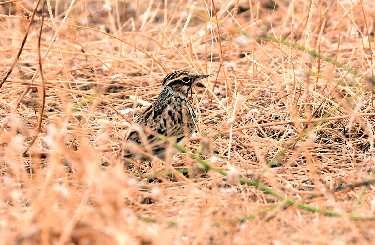 Wood Lark - ML645614936