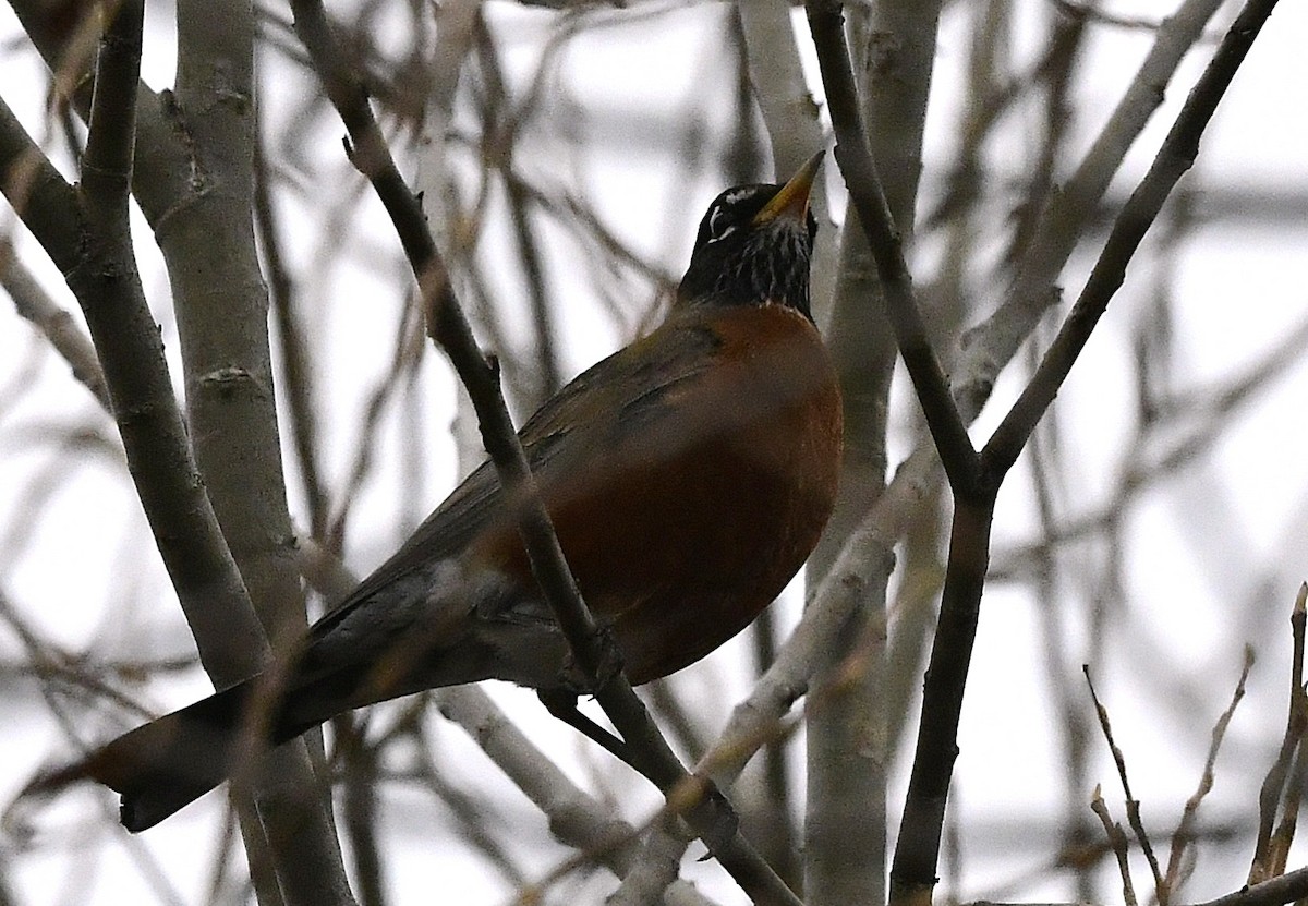 American Robin - ML645614961
