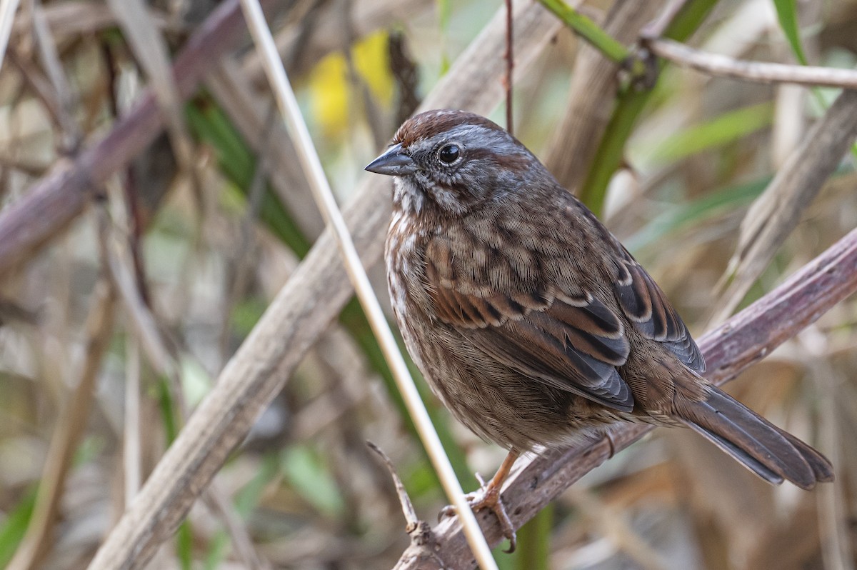 Song Sparrow - ML645614964