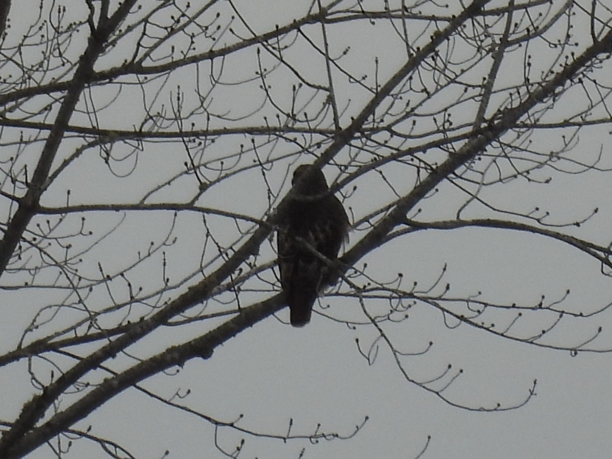 Red-tailed Hawk - ML645614971