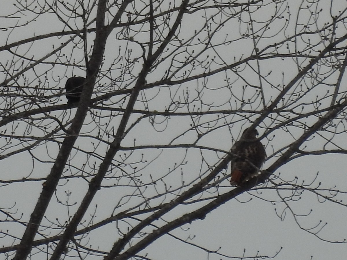 Red-tailed Hawk - ML645614972