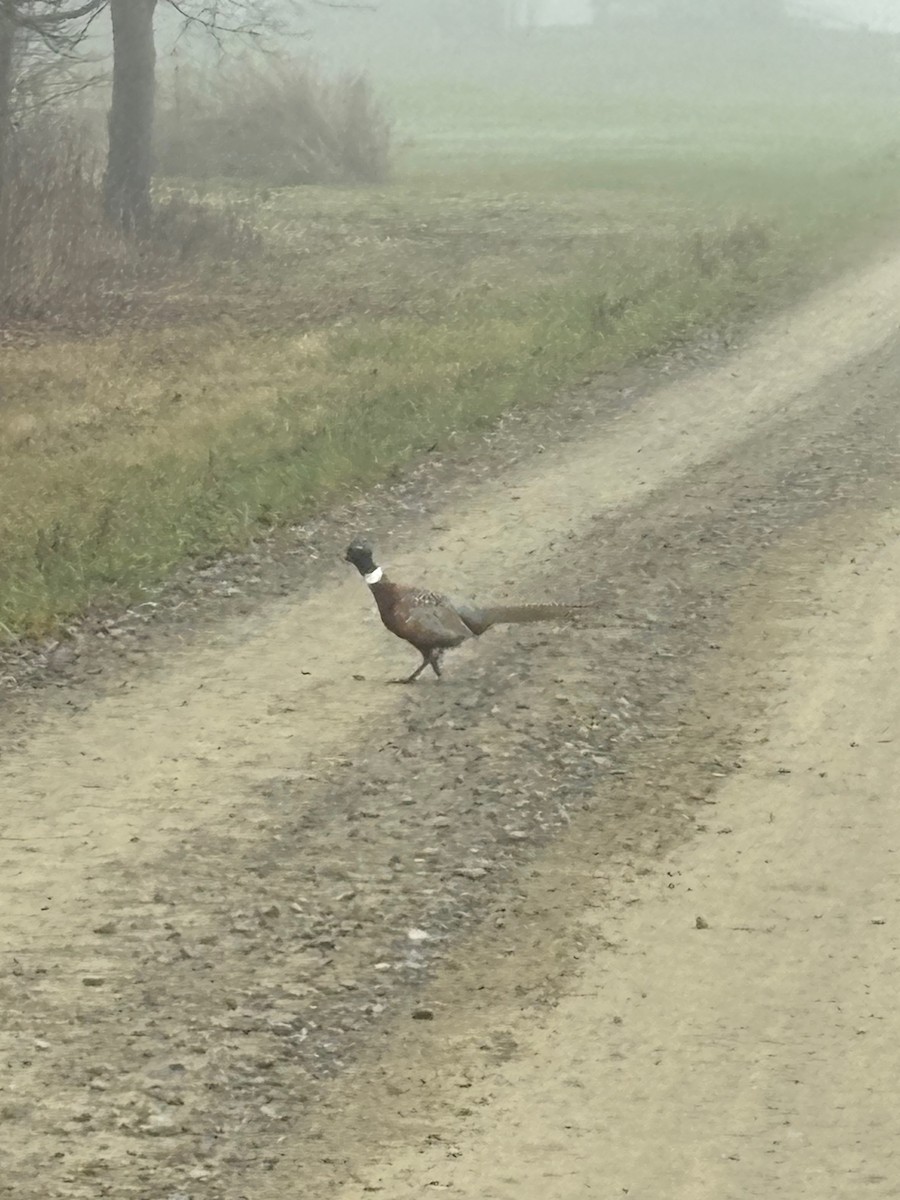 環頸雉 - ML645614975