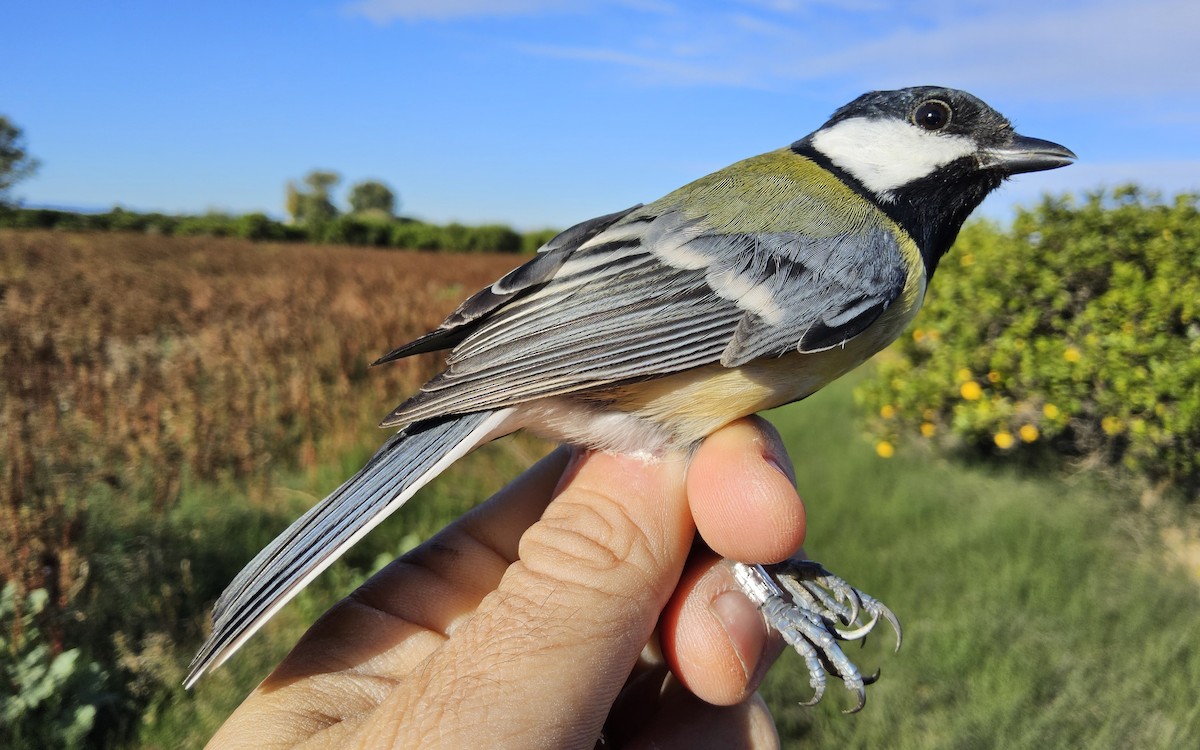 Great Tit - ML645614994