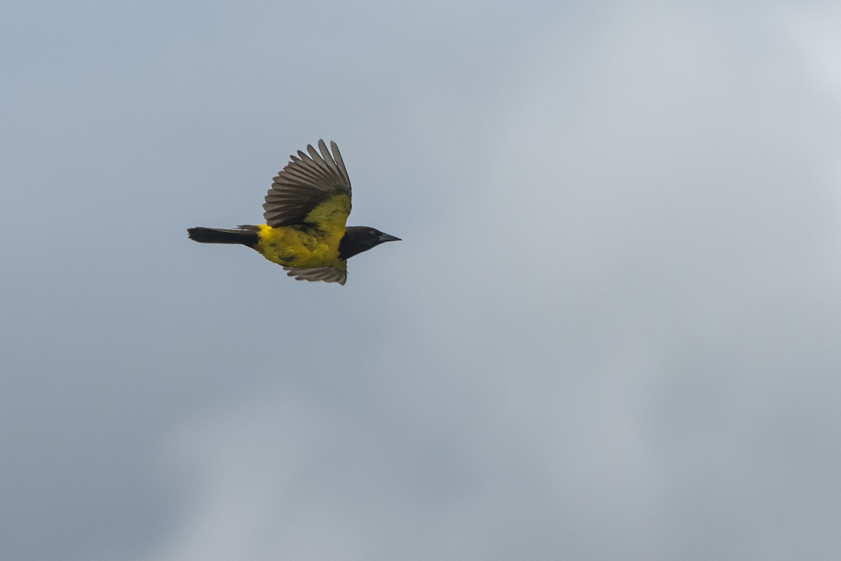 Yellow-rumped Marshbird - ML645614997
