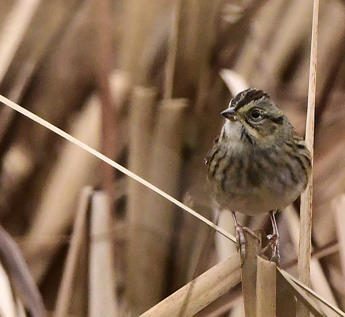 Swamp Sparrow - ML645614999